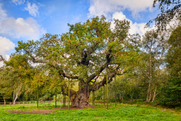 主要なオーク、ロビンフッドの伝説的なホーム、シャーウッドの森、英国 - autumn oak tree sun ストックフォトと画像