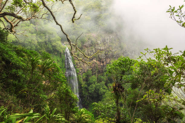 morans는 곤드와나 우림, 퀸즐랜드, 호주에서에서 morans 개울에 떨어지면 - rainforest australia river waterfall 뉴스 사진 이미지