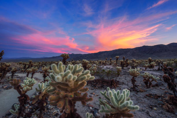istock Cholla Cactus Garden in Joshua Tree National Park at sunset 1128635843