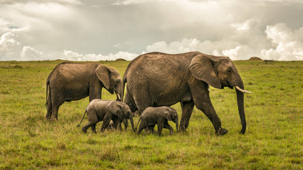 istock Elephant family with two babies 1128635845