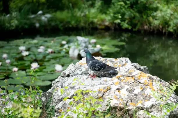 pigeon on a rock by the pond