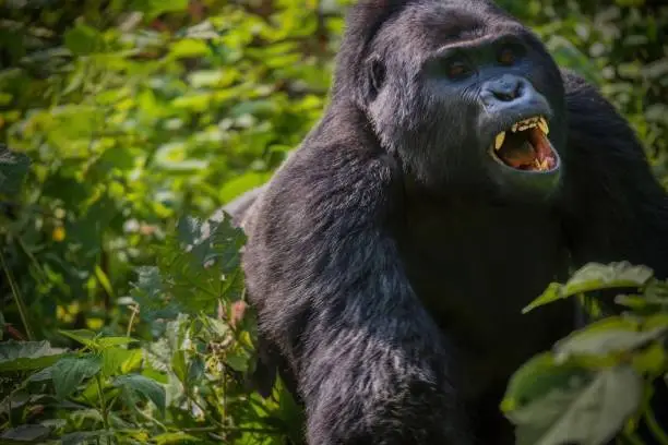 A large dominant male mountain gorilla running through the forest greenery in Bwindi National Park, looking aggressive and prepared to attack, his mouth open and teeth bared.