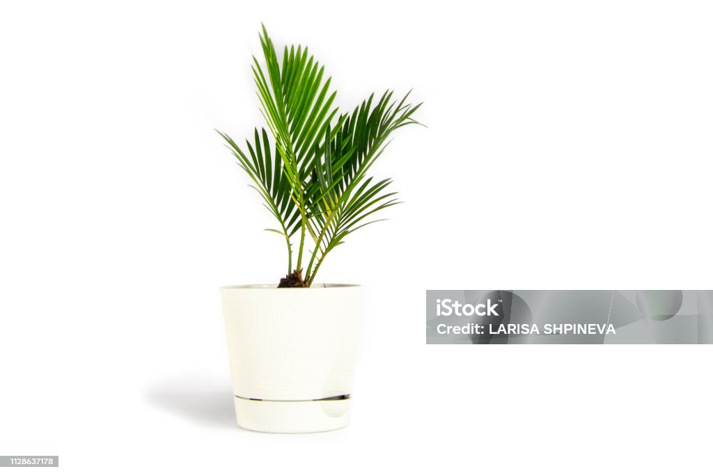 Houseplant small green palm tree (Chamaedorea Hyophorbeae Hamedorea Bridble) in white flower pot isolated on white background. Houseplant small green palm tree (Chamaedorea Hyophorbeae Hamedorea Bridble) in white flower pot isolated on white background Plant Stock Photo