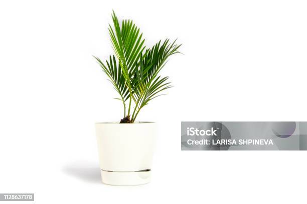 Houseplant Small Green Palm Tree In White Flower Pot Isolated On White Background Stock Photo - Download Image Now