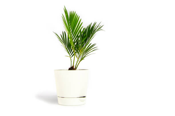 planta de casa pequena verde palmeira (chamaedorea hyophorbeae hamedorea bridble) no vaso de flores brancas, isolado no fundo branco. - small plants - fotografias e filmes do acervo