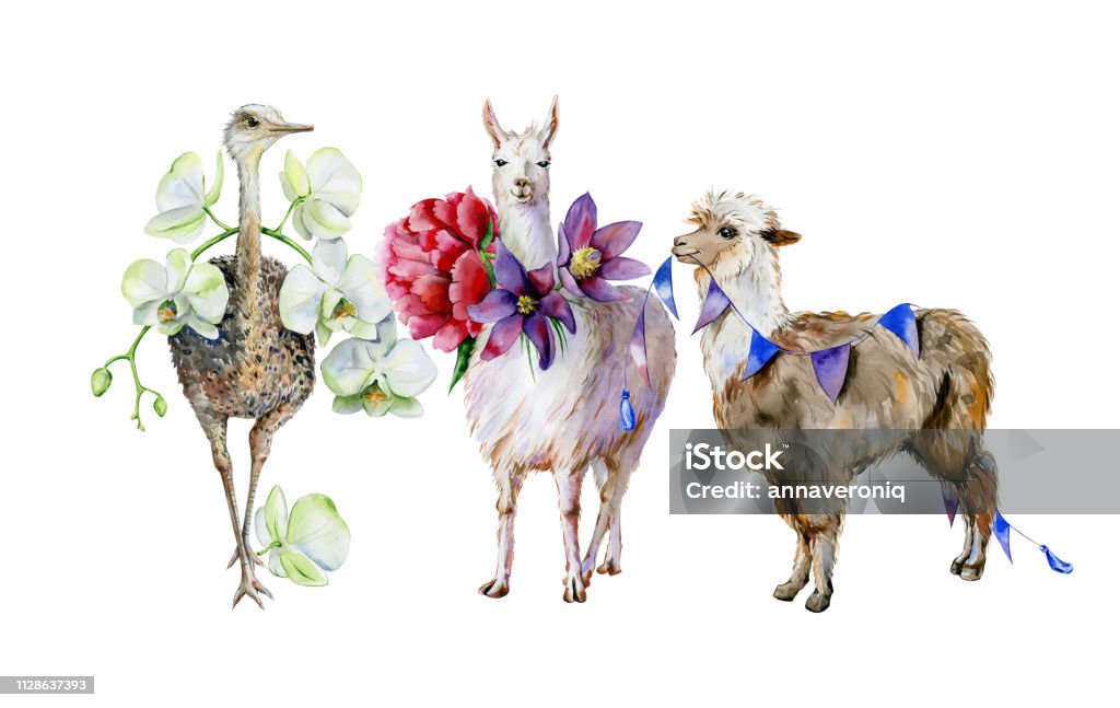 Acuarela de alpaca, lindo llama y avestruz - Ilustración de stock de Pintura de acuarela libre de derechos