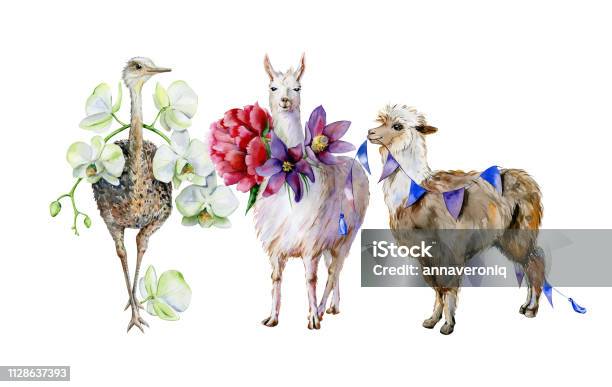 Ilustración de Acuarela De Alpaca Lindo Llama Y Avestruz y más Vectores Libres de Derechos de Pintura de acuarela - Pintura de acuarela, Animal, Llama - Familia del camello