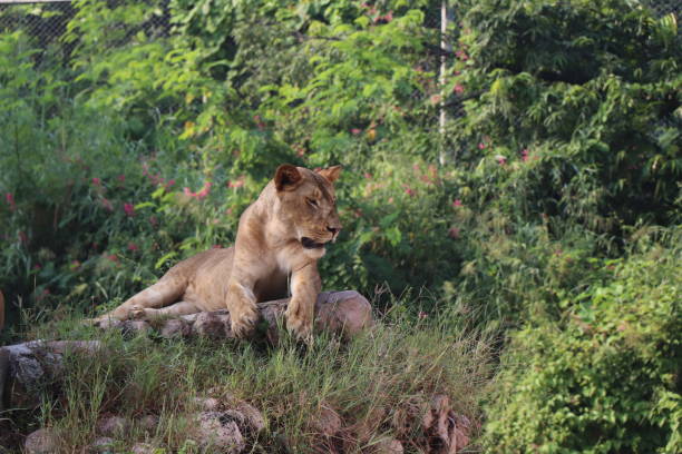istock Lioness is lying on the grass resting under a tree in forest, close-up lion and lioness sitting on brown ground with amazing view,Female lioness roaring open her mouth and showing her teeth and tongue, furious. 1128637503
