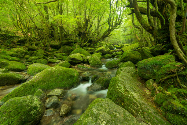 istock Small river flowing through a forest. Stones are covered with moss. Yakushima, Japan. 1128638409