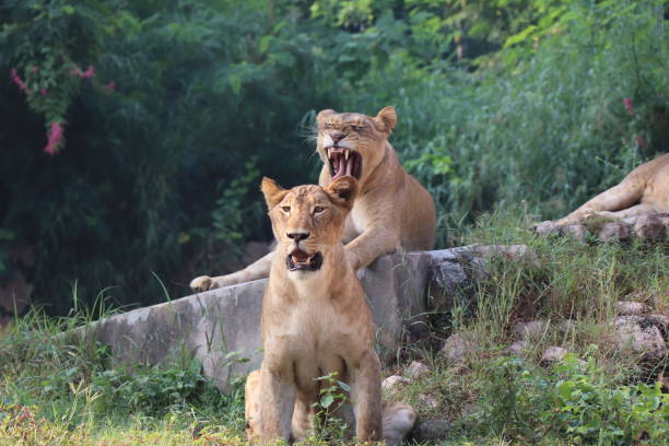 istock Lioness is lying on the grass resting under a tree in forest, close-up lion and lioness sitting on brown ground with amazing view,Female lioness roaring open her mouth and showing her teeth and tongue, furious. 1128638432