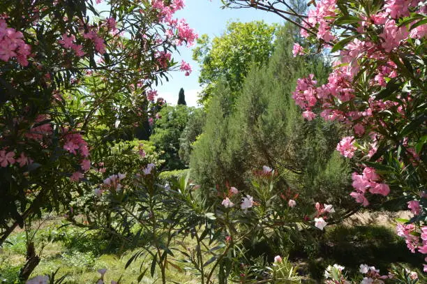 Photo of Beautiful view of evergreen trees through a frame of blooming coral oleander, Sunny day, Botanical Park