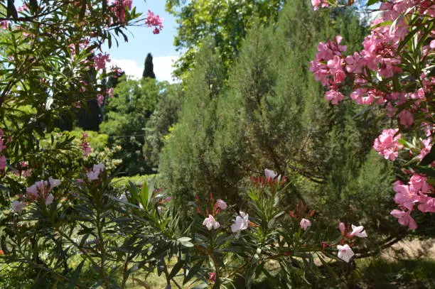 Photo of Beautiful view of evergreen trees through a frame of blooming coral oleander, Sunny day, Botanical Park