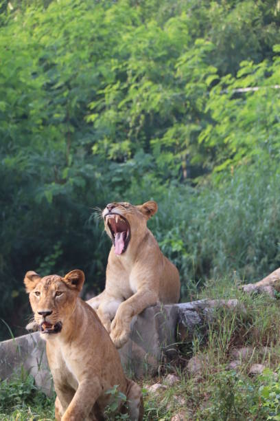 istock Lioness is lying on the grass resting under a tree in forest, close-up lion and lioness sitting on brown ground with amazing view,Female lioness roaring open her mouth and showing her teeth and tongue, furious. 1128638797