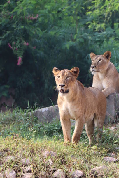 istock Lioness is lying on the grass resting under a tree in forest, close-up lion and lioness sitting on brown ground with amazing view,Female lioness roaring open her mouth and showing her teeth and tongue, furious. 1128639515