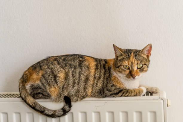 istock domestic cat relaxing on a warm radiator 1128639548