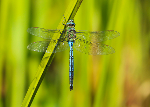 A close up of a beautiful blue and green Emperor Dragonfly (Anax imperator) resting on the reeds near the edge of a pond at Forest Farm Nature Reserve, Cardiff, Wales, UK