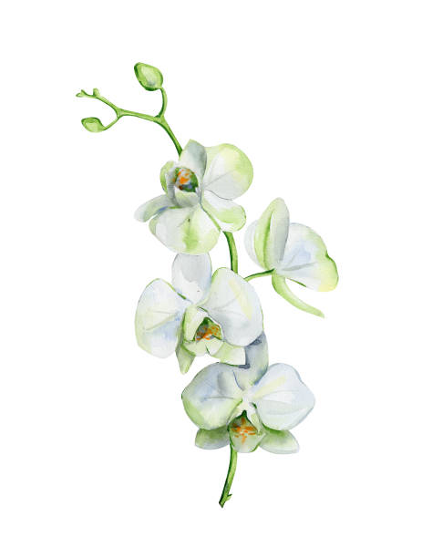 Watercolor of white orchid flower isolated on white background. Watercolor of white orchid flower isolated on white background. Hand drawn floral illustration of orchids. Interior artwork with single branch and flowers. orchid white stock illustrations