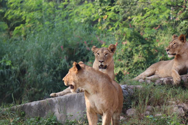 istock Lioness is lying on the grass resting under a tree in forest, close-up lion and lioness sitting on brown ground with amazing view,Female lioness roaring open her mouth and showing her teeth and tongue, furious. 1128641173