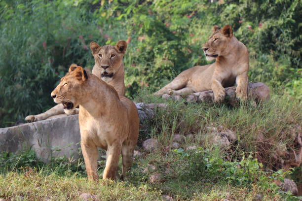 istock Lioness is lying on the grass resting under a tree in forest, close-up lion and lioness sitting on brown ground with amazing view,Female lioness roaring open her mouth and showing her teeth and tongue, furious. 1128641178