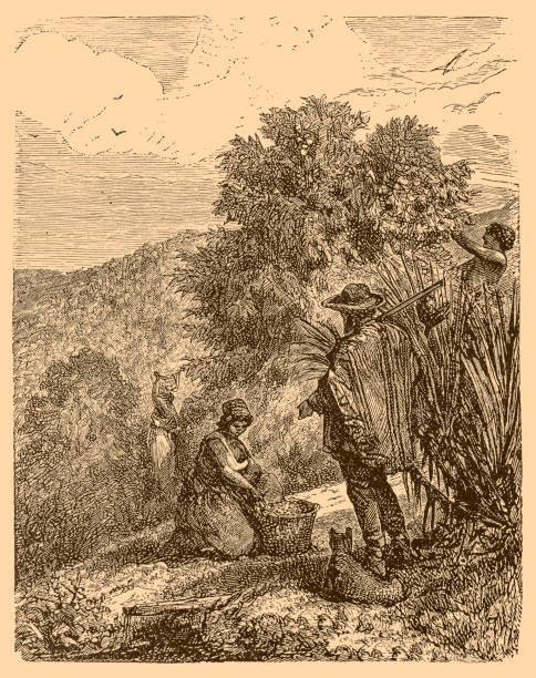 Coffee Plantation in Brazil, mid 19th Century Illustration of a Coffee Plantation in Brazil, mid 19th Century slave plantation stock illustrations