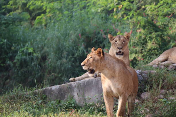 istock Lioness is lying on the grass resting under a tree in forest, close-up lion and lioness sitting on brown ground with amazing view,Female lioness roaring open her mouth and showing her teeth and tongue, furious. 1128641421