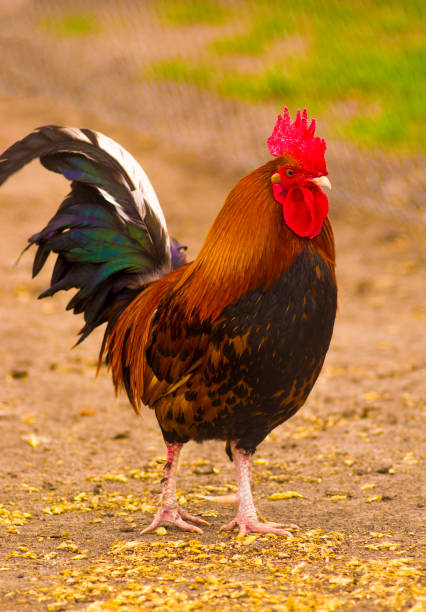 a brown rooster cock flapping his wings.