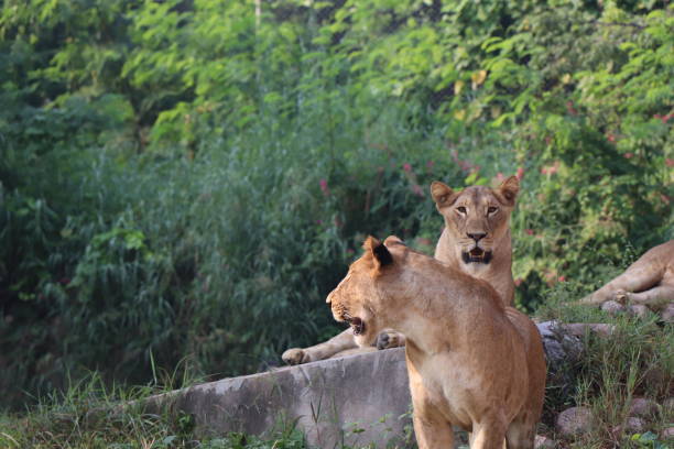 istock Lioness is lying on the grass resting under a tree in forest, close-up lion and lioness sitting on brown ground with amazing view,Female lioness roaring open her mouth and showing her teeth and tongue, furious. 1128646120
