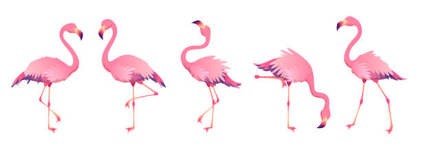 illustrations, cliparts, dessins animés et icônes de flamants roses. art mignon flamingo animaux exotiques nature faune sauvage zoo oiseau bec plumage de jambes plage afrique tropicale - flamingo bird isolated animal leg