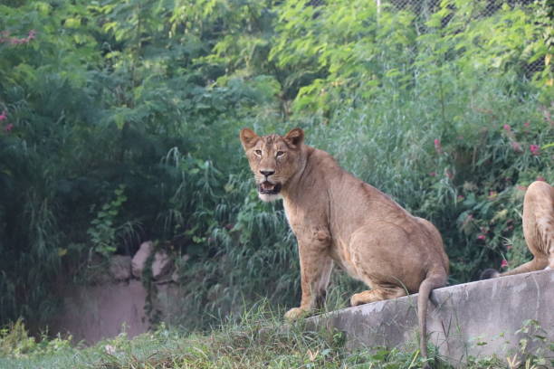 istock Lioness is lying on the grass resting under a tree in forest, close-up lion and lioness sitting on brown ground with amazing view,Female lioness roaring open her mouth and showing her teeth and tongue, furious. 1128646266