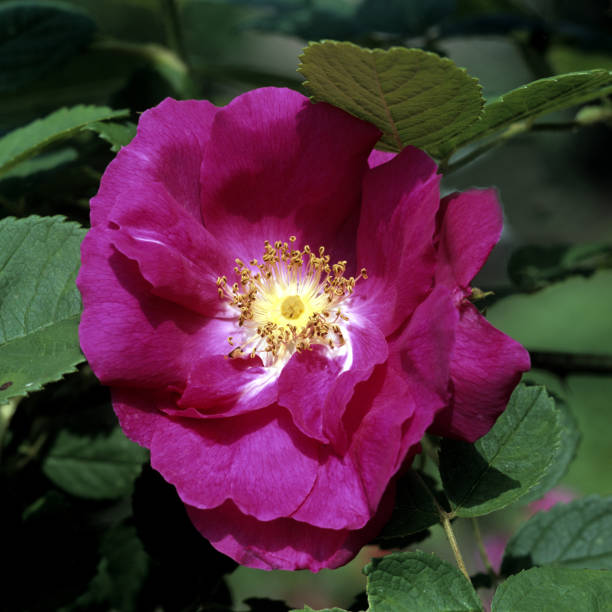 istock Portlandrose, old rose 1128646350