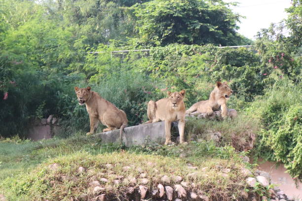 istock Lioness is lying on the grass resting under a tree in forest, close-up lion and lioness sitting on brown ground with amazing view,Female lioness roaring open her mouth and showing her teeth and tongue, furious. 1128646371