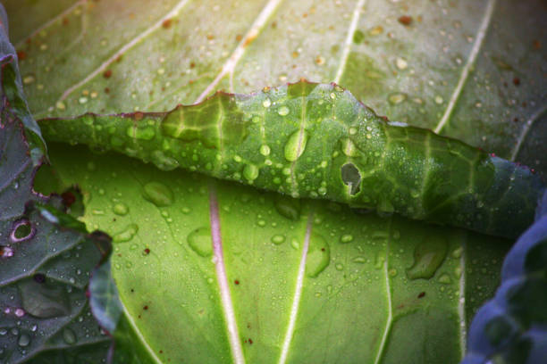 istock Rain drop on Green cabbage grows in the farm of Thailand 1128647022