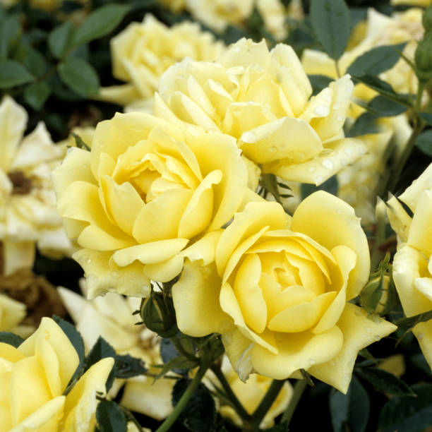 istock Miniature rose, Guletta, Miniaturrose, 1128647735