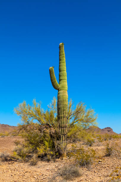 istock beautiful cacti in landscape 1128647824