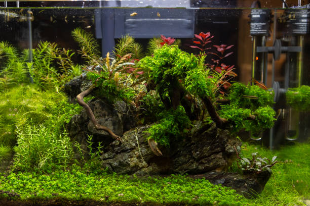 istock Small aquarium for inerior decoration with plants 1128647924