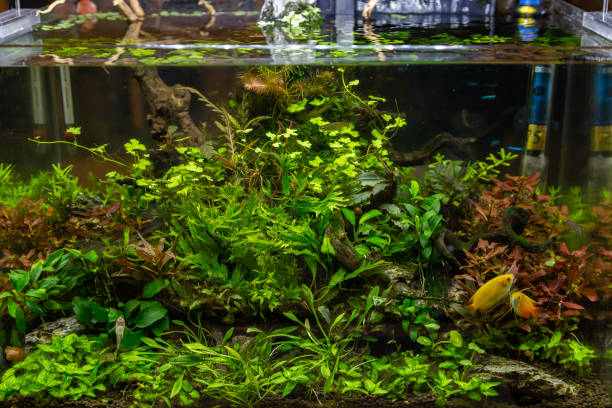 istock Small aquarium for inerior decoration with plants 1128647937