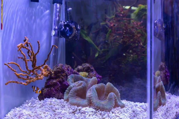 istock Small aquarium for inerior decoration with plants 1128647957