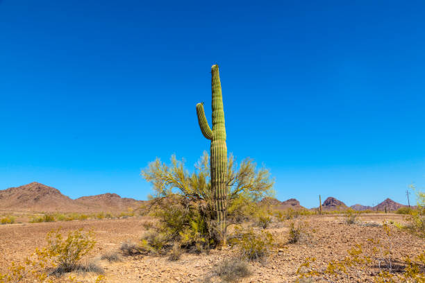 istock beautiful cacti in landscape 1128648232