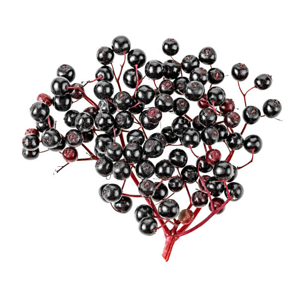 istock Black elderberry fresh fruit on a white background, top view. 1128648328