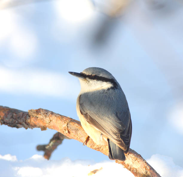 istock The nuthatch sits on a branch in the winter 1128648446