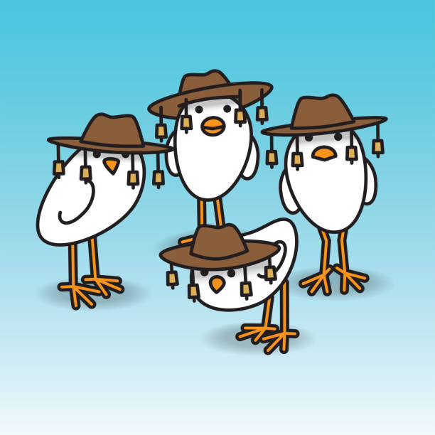 ilustrações de stock, clip art, desenhos animados e ícones de four staring aussie white chicks - poultry animal curiosity chicken