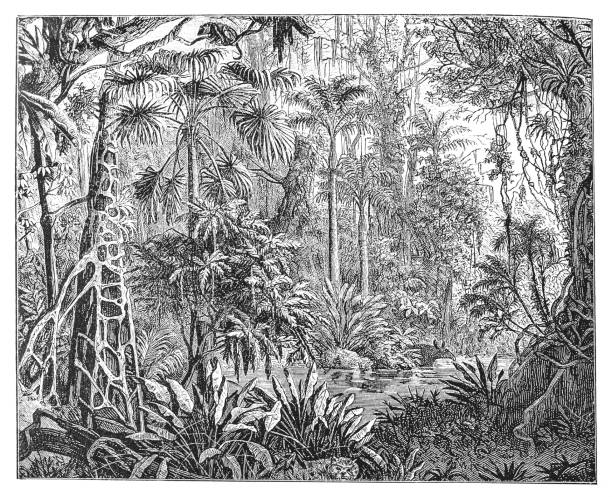 Illustration of a Tropical plants in the tropics