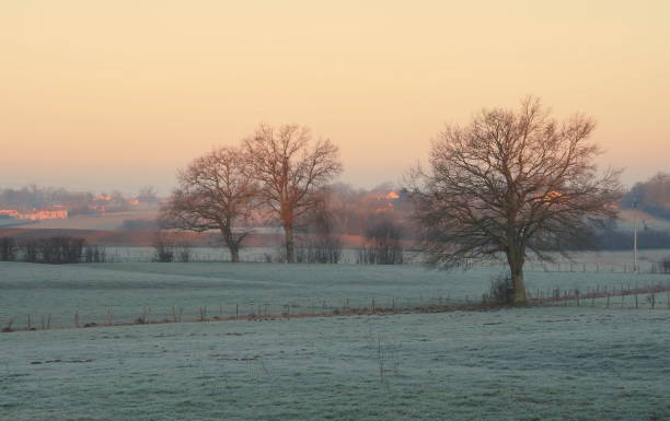 istock Three bare trees at sunrise, in a frosted field 1128649283