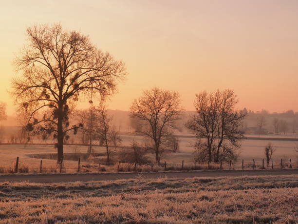 istock bare trees at dawn, on a frosted field 1128649390