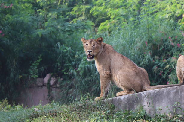 istock Lioness is lying on the grass resting under a tree in forest, close-up lion and lioness sitting on brown ground with amazing view,Female lioness roaring open her mouth and showing her teeth and tongue, furious. 1128649612
