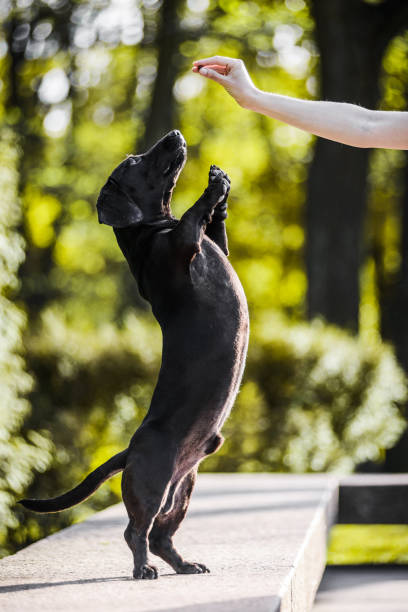 istock dachshund standing on hind legs asking for treats 1128649773
