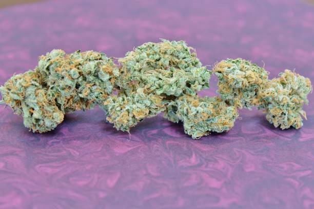 Cannabis strain: Blueberry Blast The Blueberry Blast strain of sativa cannabis is a variant on the original Blueberry strain pioneered by legendary geneticist and cannabis breeder DJ Short. The blueberry notes are bold and prevalent as an aromatic. This strain has been entered in contests for quality and potency. Rose Gold marijuana
