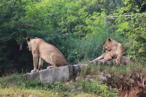 istock Lioness is lying on the grass resting under a tree in forest, close-up lion and lioness sitting on brown ground with amazing view,Female lioness roaring open her mouth and showing her teeth and tongue, furious. 1128650064