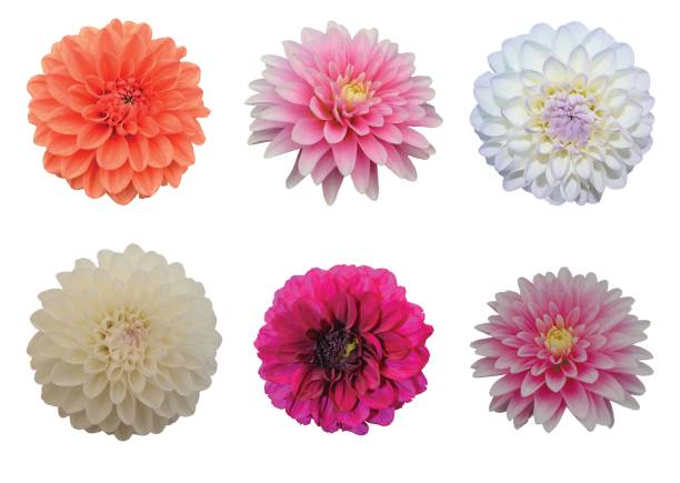 istock Set of different dahlias isolated on white background 1128651259