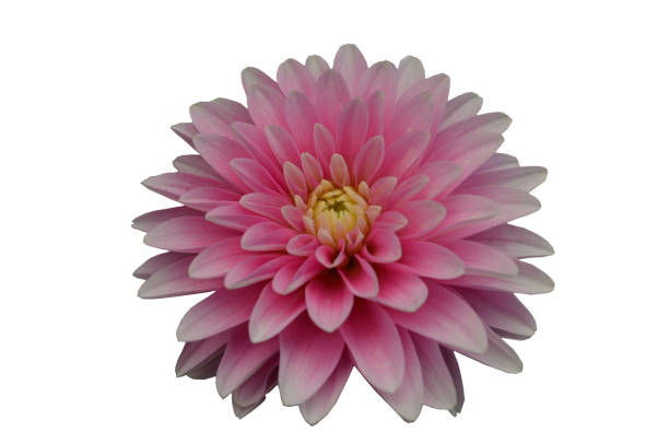 istock garden dahlia in summer 1128651286